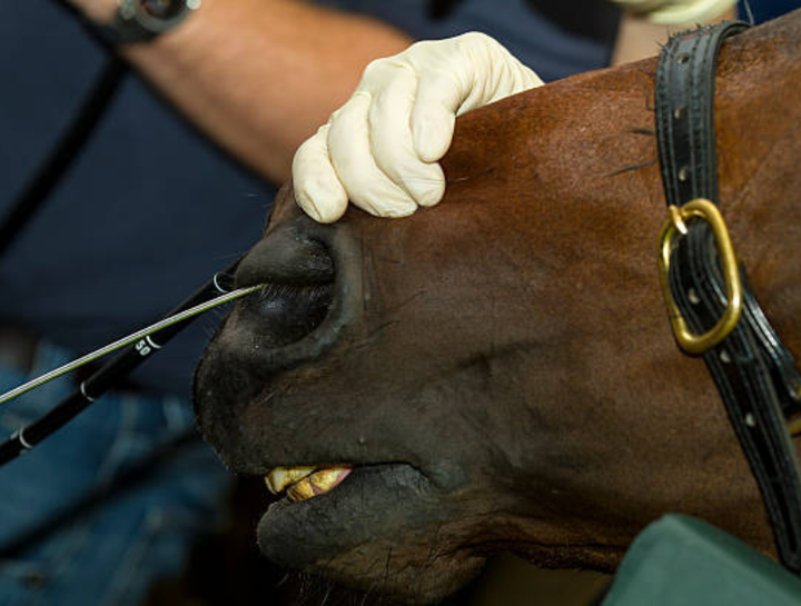 Horse Endoscopy