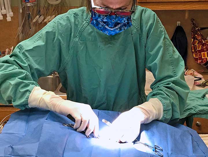Gainesville Veterinary Surgeries