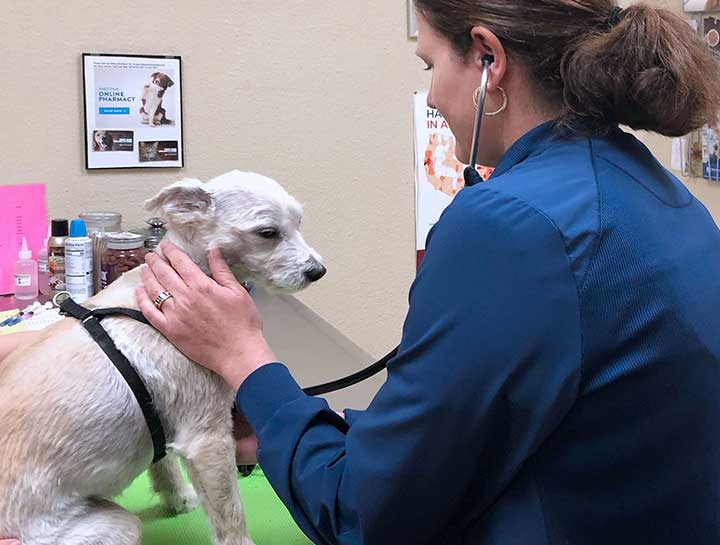 Dog and Cat Veterinarian