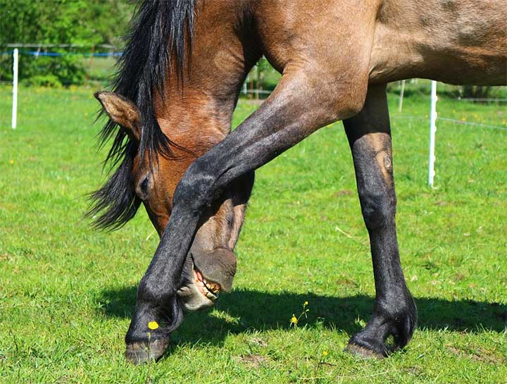 Equine Emergency Service