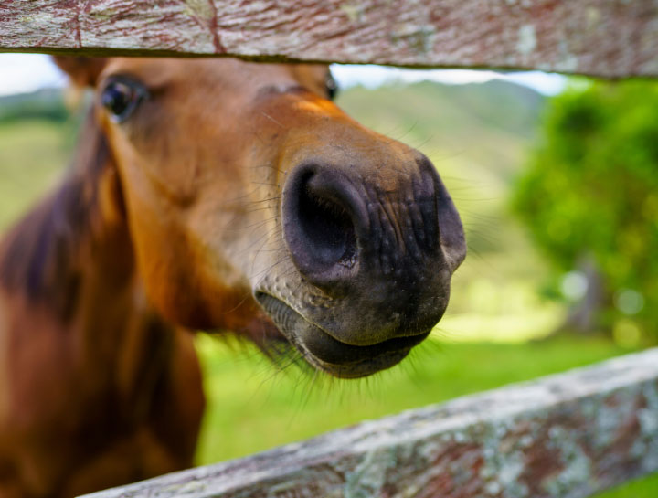 Deworming Regimen
