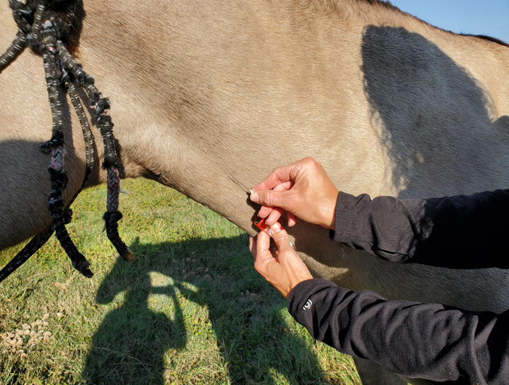 Equine Coggins