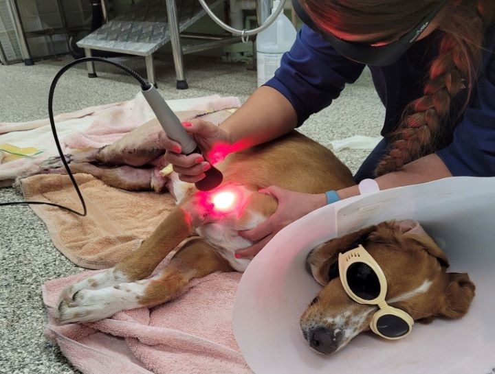 Laser Therapy for Dogs