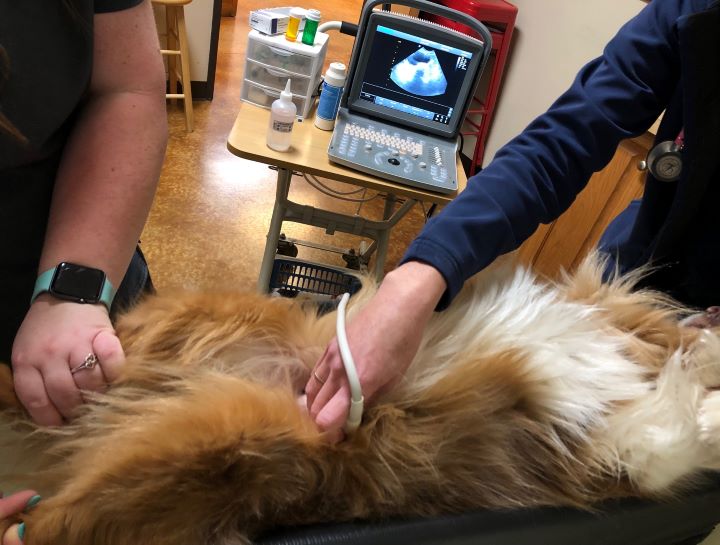 how is a ultrasound done on a dog