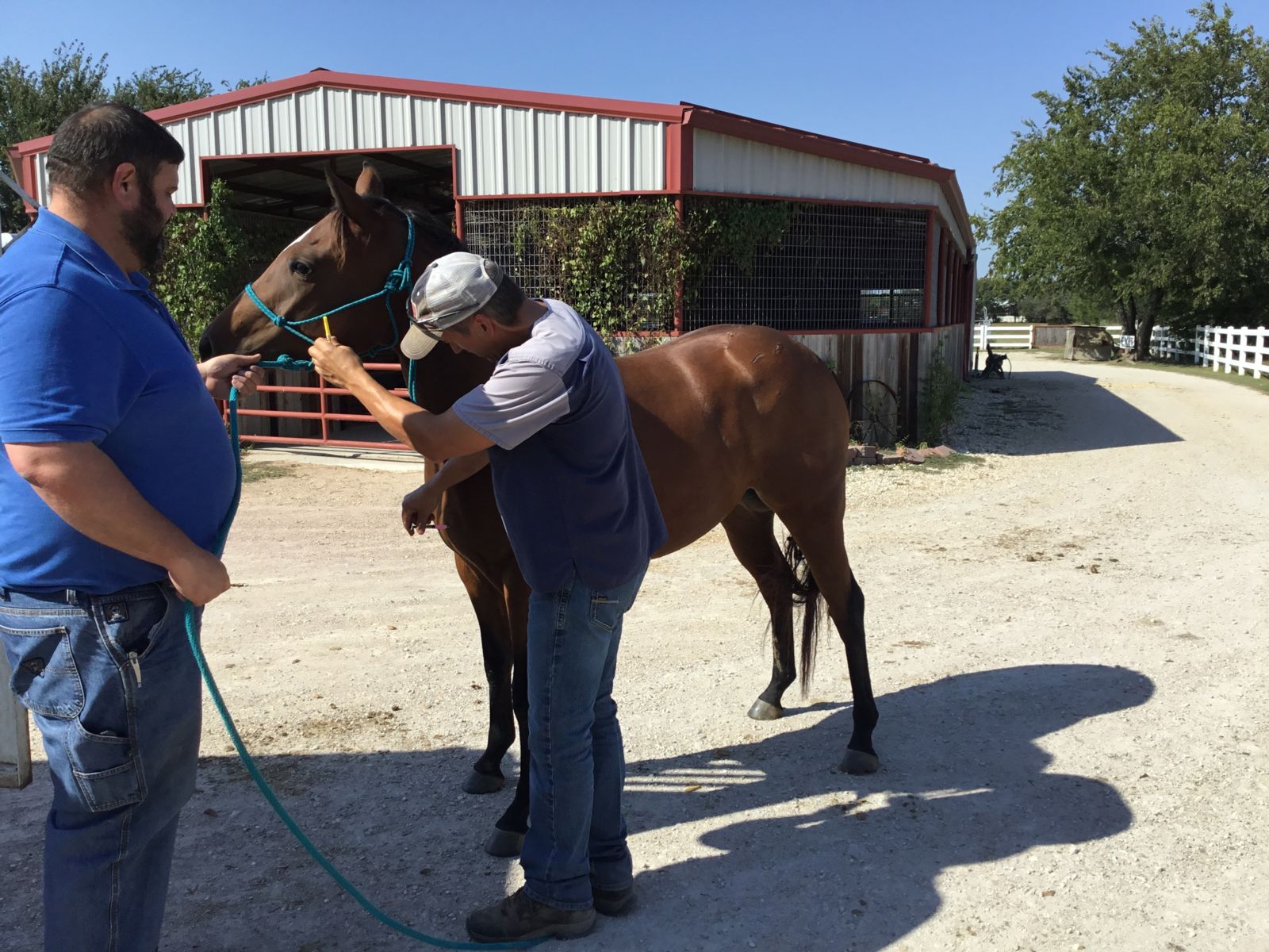 Equine Vaccination Programs